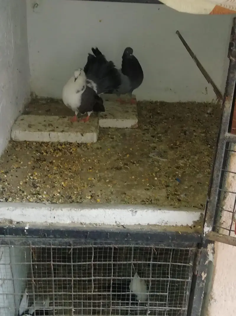 lakka pair for sell — photo 3