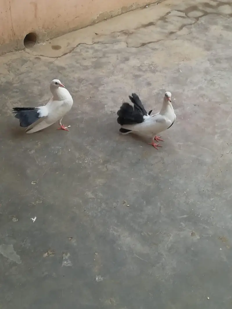 lakka pair for sell — photo 4