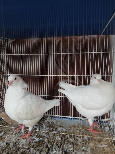 King modena breeder pair