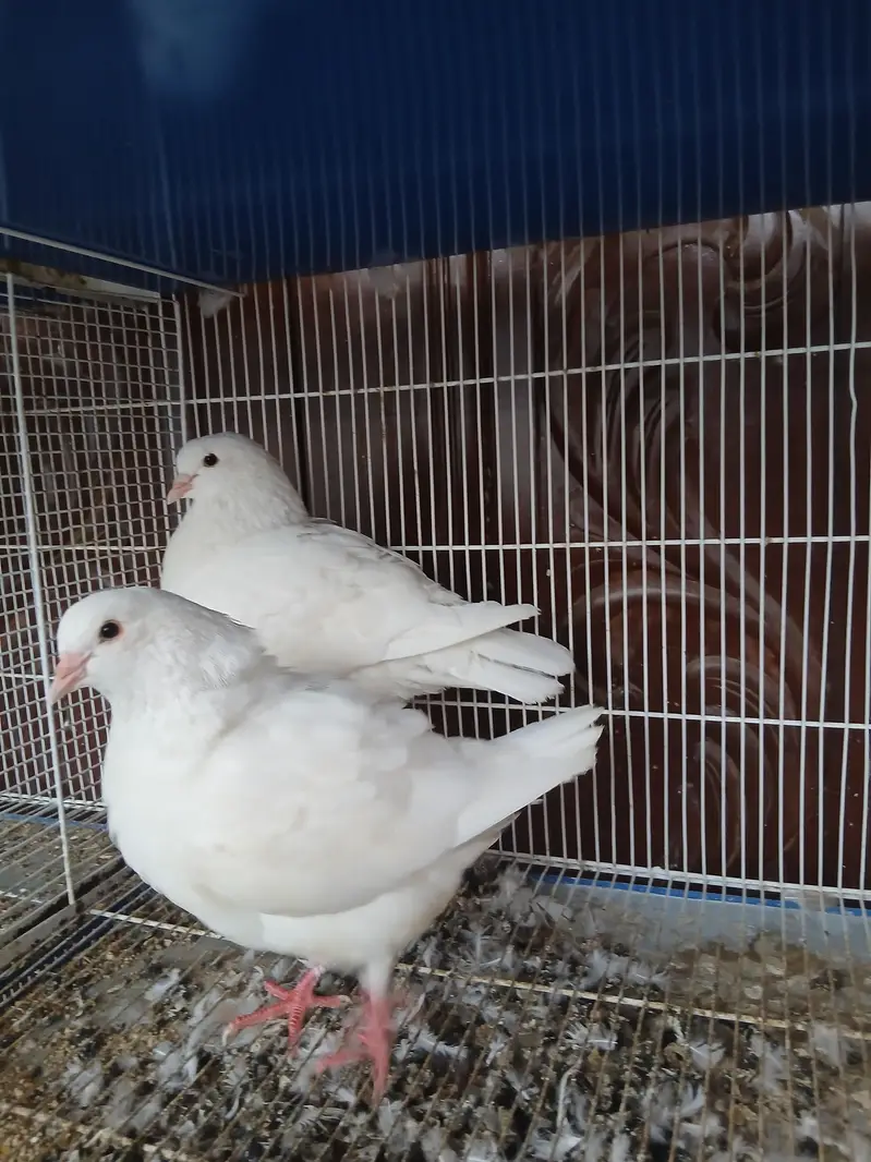 King modena breeder pair — photo 2
