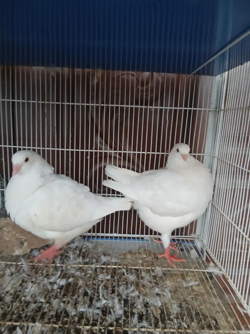 King modena breeder pair — photo 3