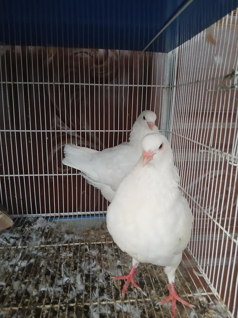 King modena breeder pair — photo 4