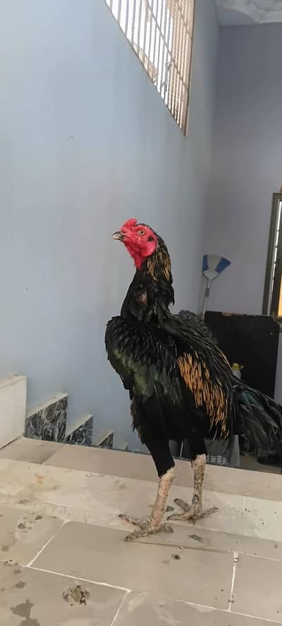 HIGH QULITY ASEEL BIRD