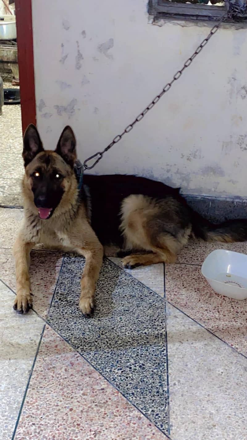 pure shepherd 1