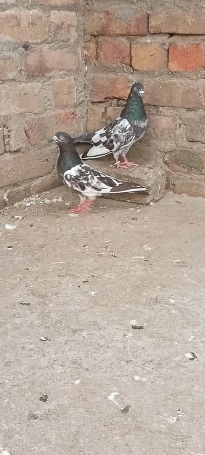 Ak pair