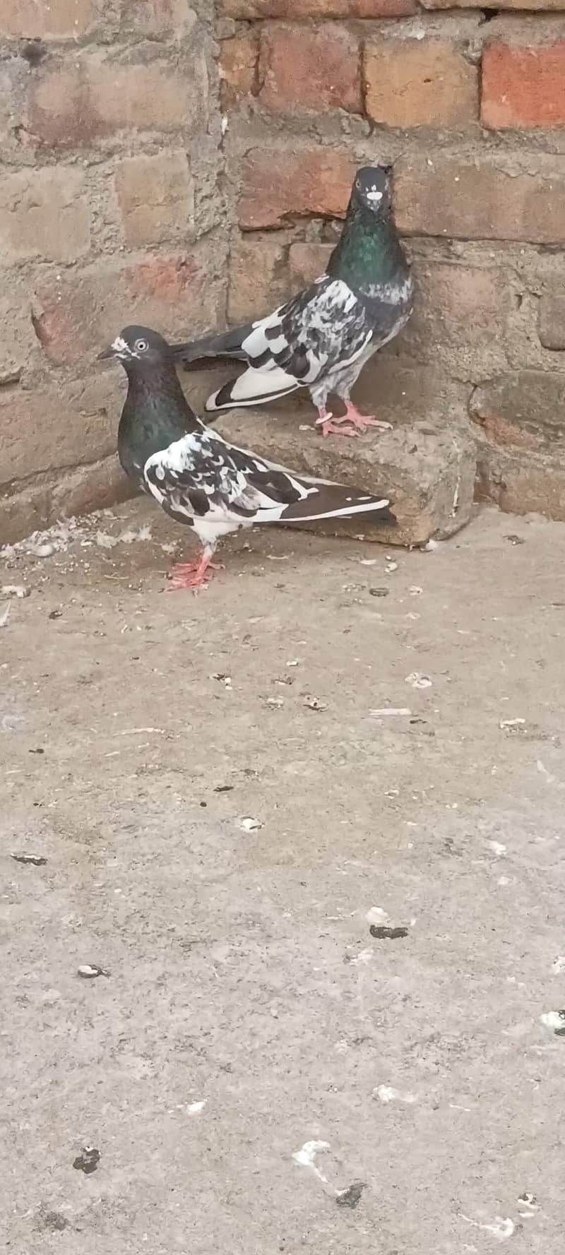 Ak pair 1