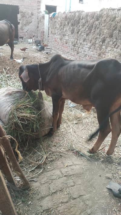 Cow With Bachra For Sale