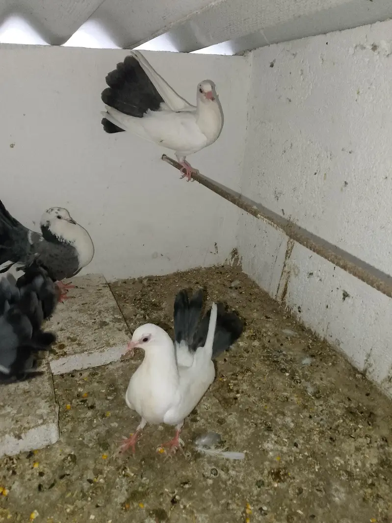 lakka pair for sell — photo 5