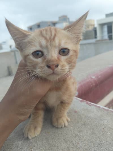 cute cat baby