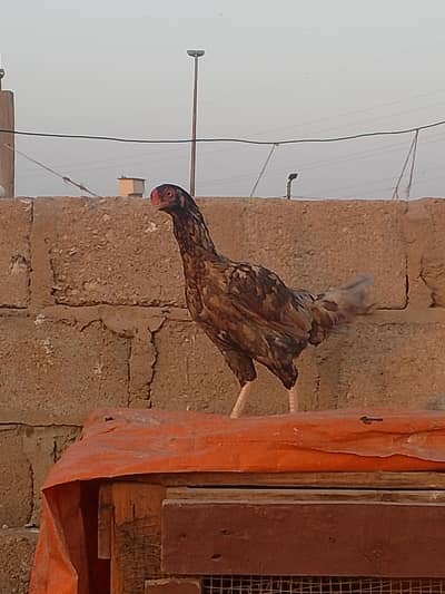 Aseel hen