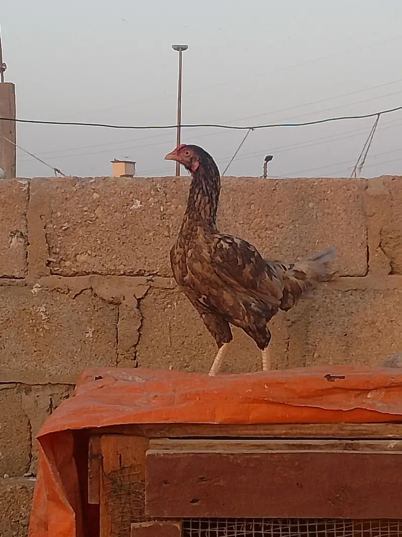 Aseel hen — photo 2