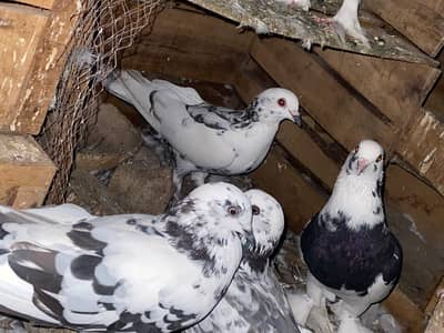 pigeon for sale