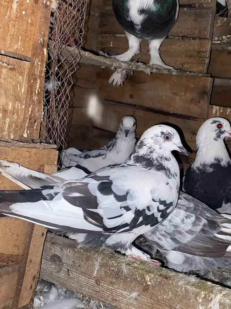 pigeon for sale — photo 2