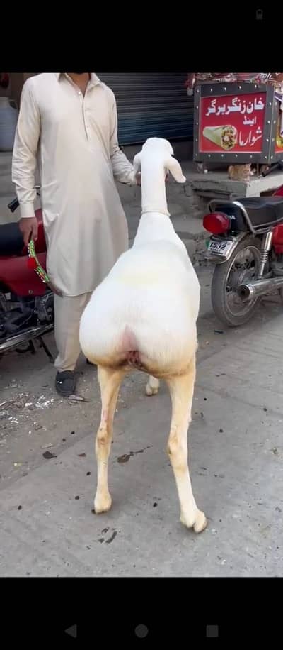 Dumbi for sale 2 dant