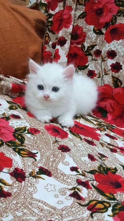 Parshian cat 2 months 15 days white calour tripal cot