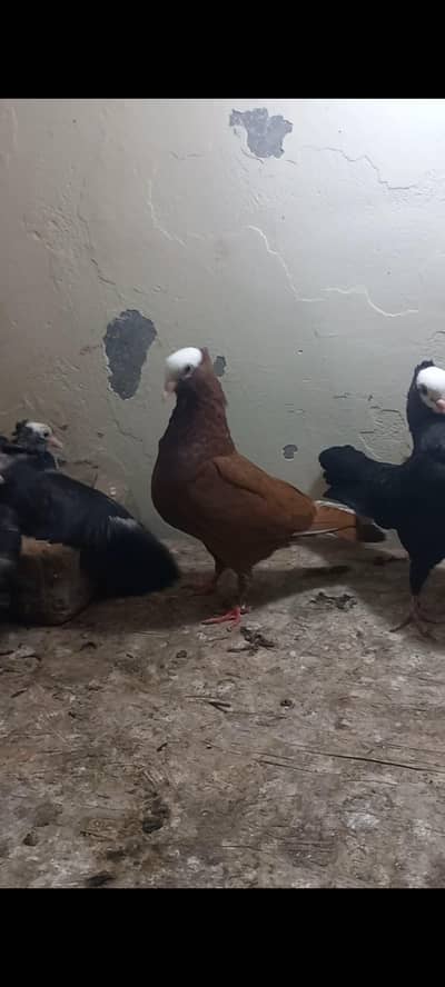 Mukhi Pigeon pair with two chicks