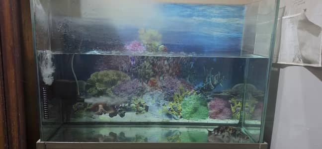 Aquarium and top filter