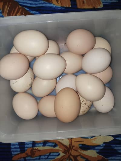 Pure Dasi eggs Dozen
