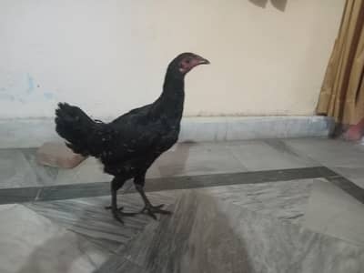 Black Aseel Thai pathi