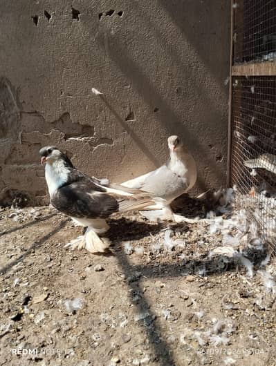 King Size German sherazi breeder pair  03110144020