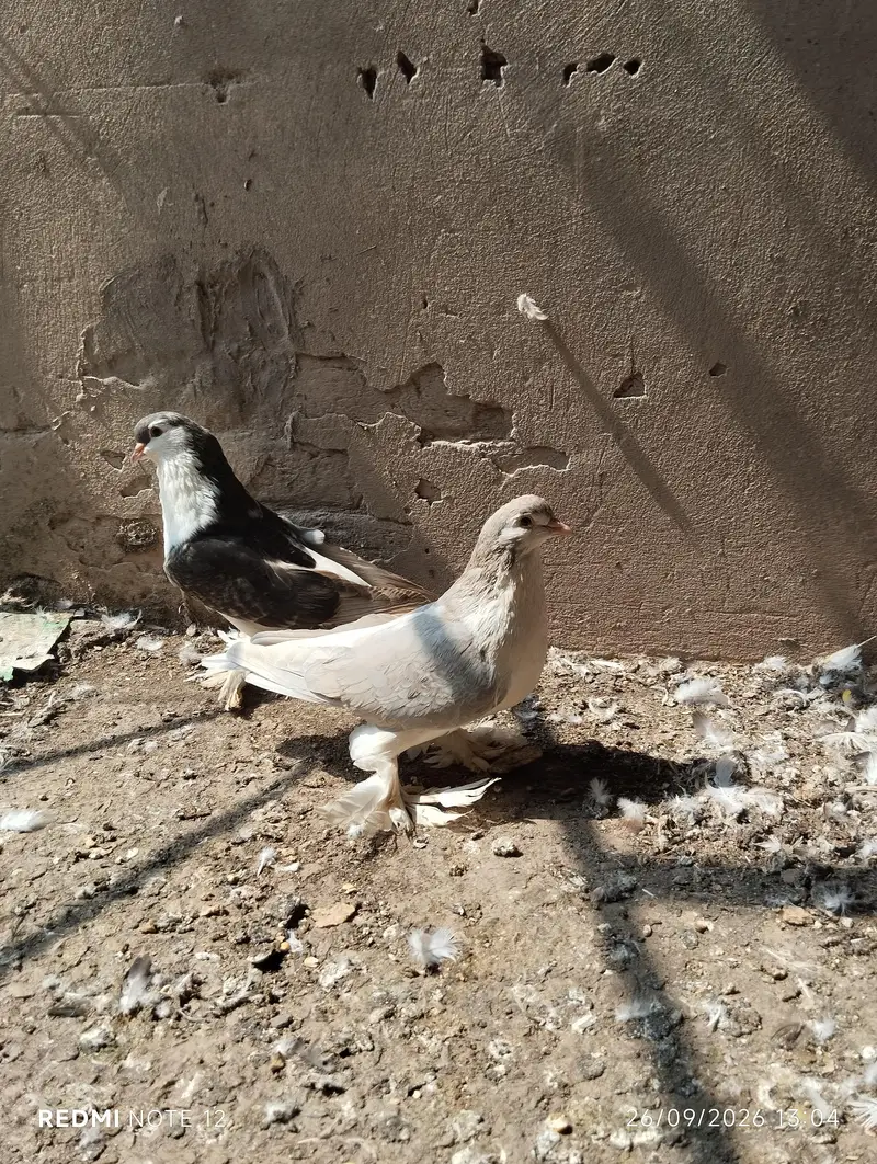 King Size German sherazi breeder pair  03110144020 — photo 3