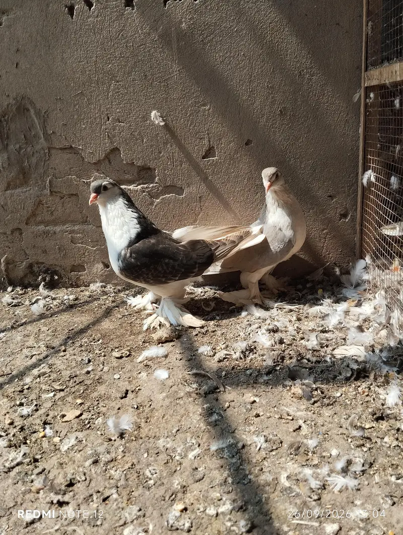 King Size German sherazi breeder pair  03110144020 — photo 5
