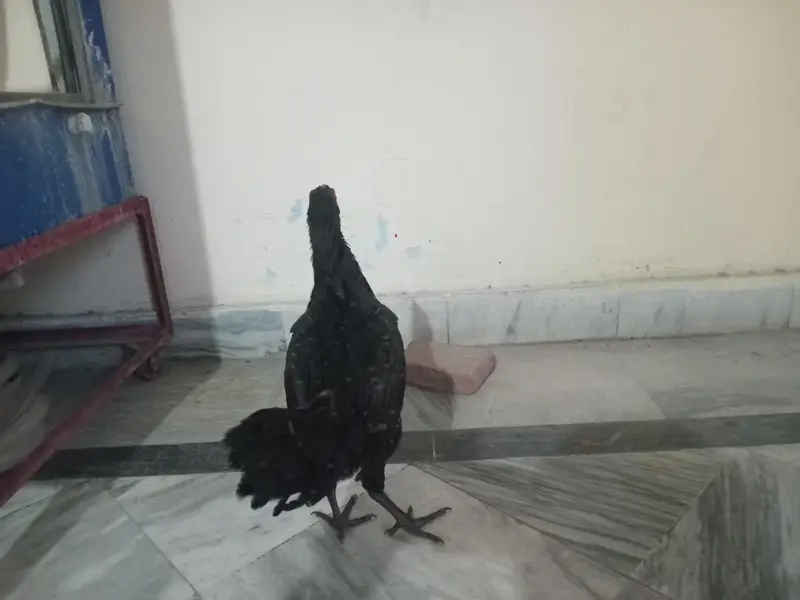 Black Aseel Thai pathi — photo 2