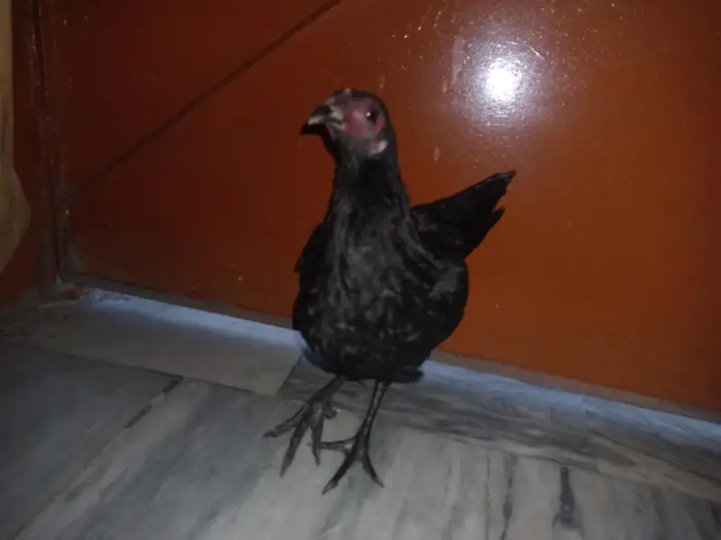Black Aseel Thai pathi — photo 5