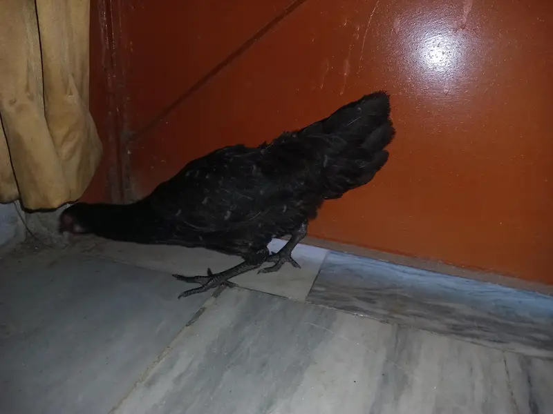 Black Aseel Thai pathi — photo 6