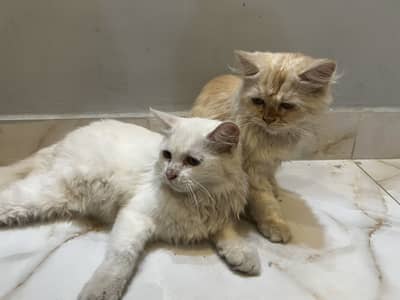 Fluffy Persian Pair (Male/Female) – Rs 15,000 Total