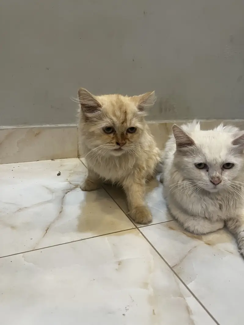 Fluffy Persian Pair (Male/Female) – Rs 15,000 Total — photo 2