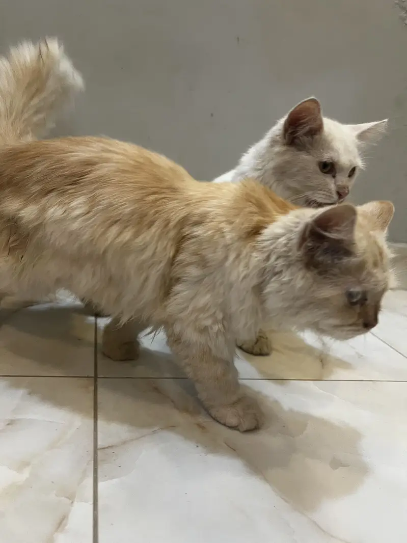 Fluffy Persian Pair (Male/Female) – Rs 15,000 Total — photo 3