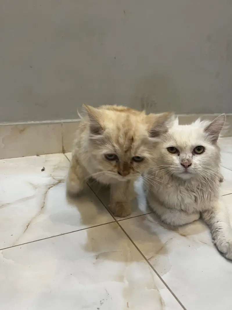 Fluffy Persian Pair (Male/Female) – Rs 15,000 Total — photo 4