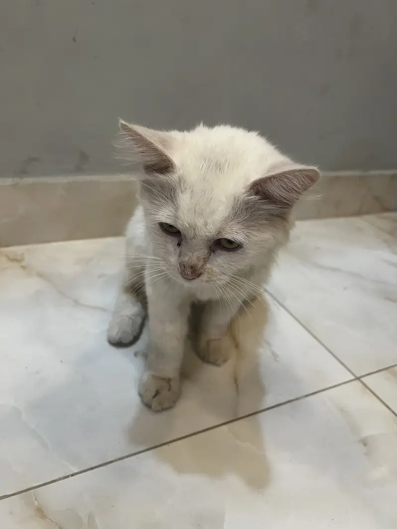 Fluffy Persian Pair (Male/Female) – Rs 15,000 Total — photo 5