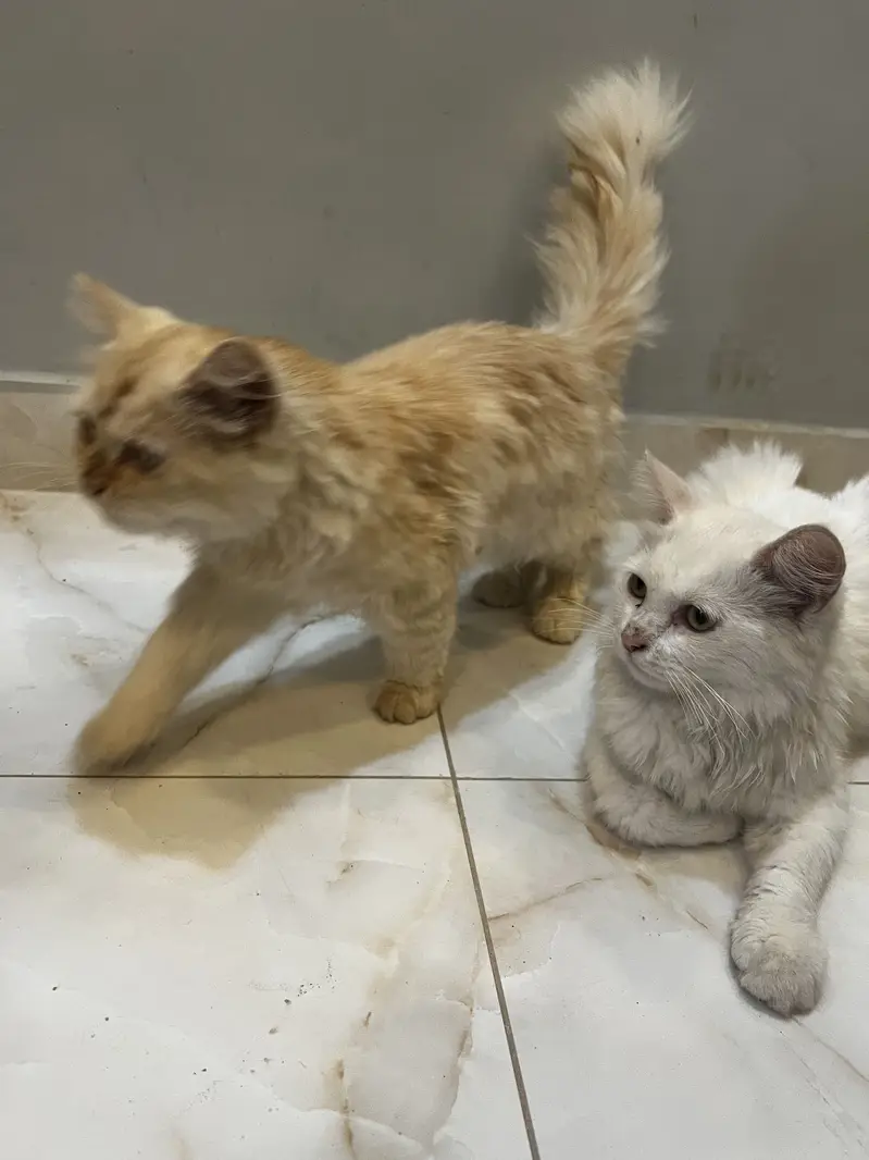 Fluffy Persian Pair (Male/Female) – Rs 15,000 Total — photo 6