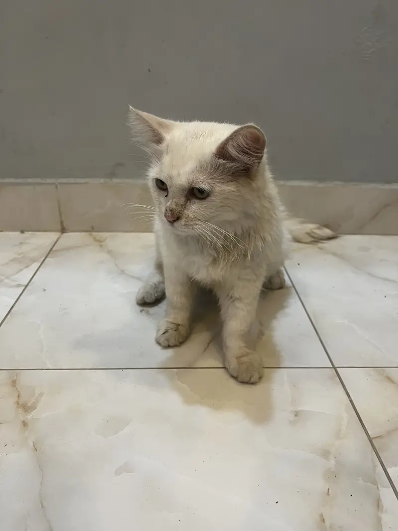 Fluffy Persian Pair (Male/Female) – Rs 15,000 Total — photo 7