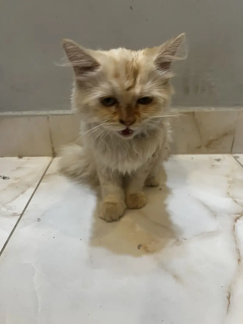 Fluffy Persian Pair (Male/Female) – Rs 15,000 Total — photo 8