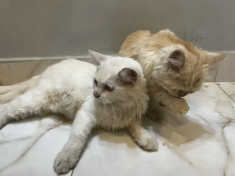 Fluffy Persian Pair (Male/Female) – Rs 15,000 Total — photo 9