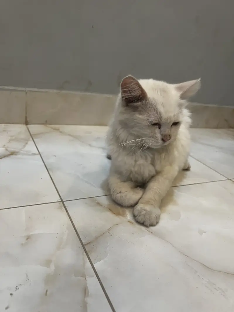 Fluffy Persian Pair (Male/Female) – Rs 15,000 Total — photo 10