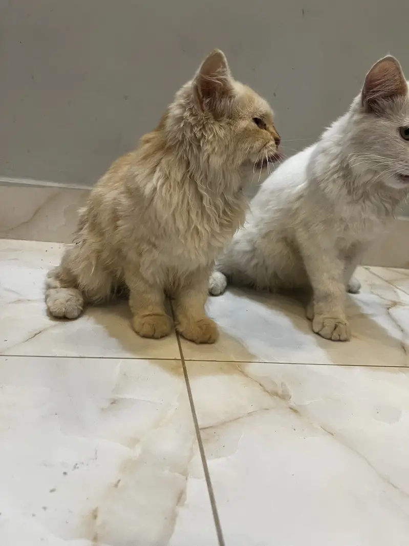 Fluffy Persian Pair (Male/Female) – Rs 15,000 Total — photo 11