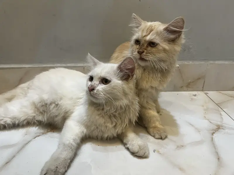 Fluffy Persian Pair (Male/Female) – Rs 15,000 Total — photo 12