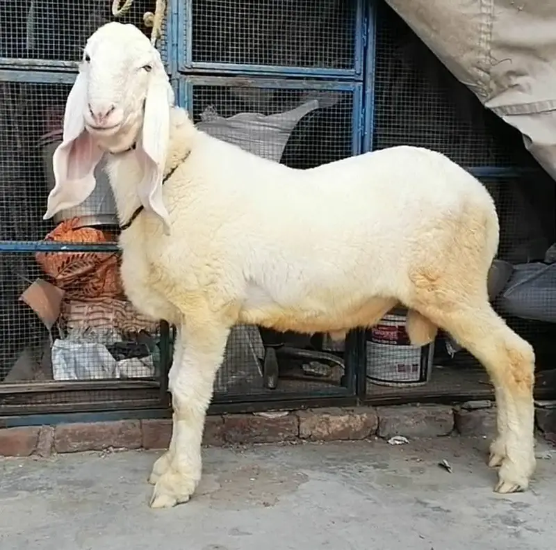 Desi and kajla chatra jori — photo 3