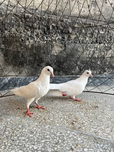 White Pigeon Pair