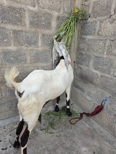 Punjab ki bakri hai