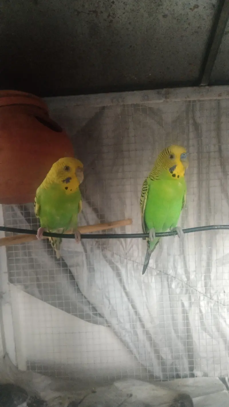 white red eye albino breeder pair#Austaliyan Breeder pair for sale — photo 3