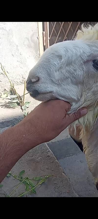 2 sa dhai mahine age hai kajli female hai