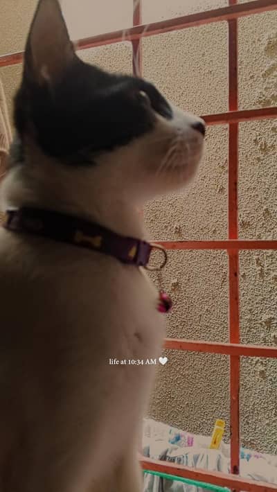 stray cat home pet