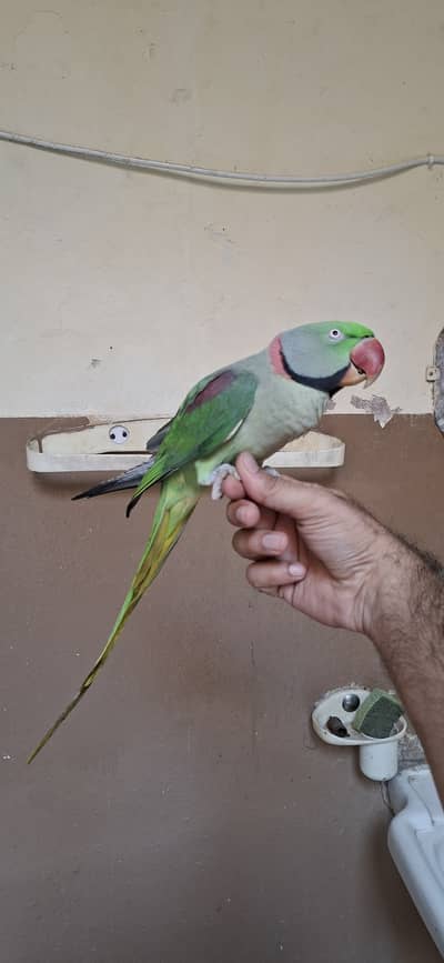 Raw Parrot