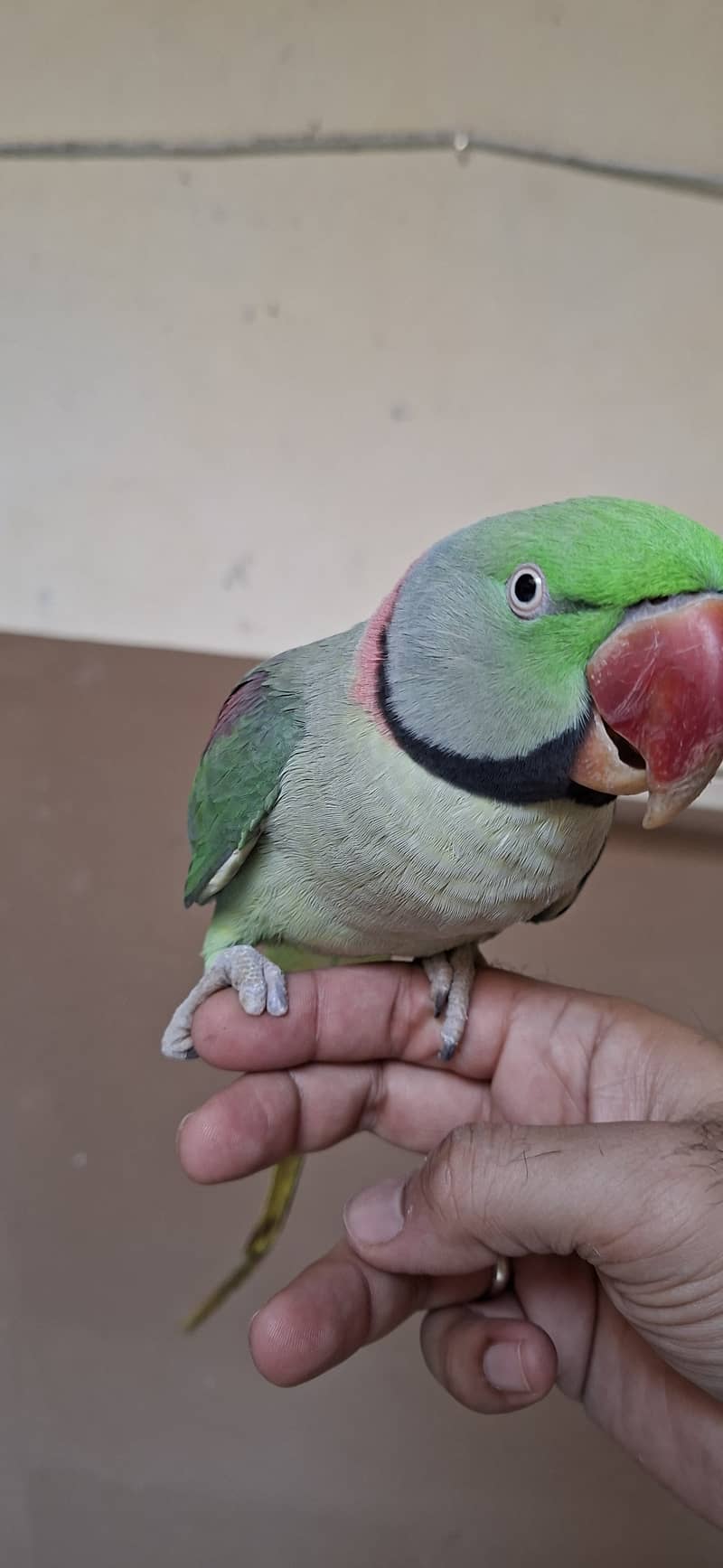 Raw Parrot 1