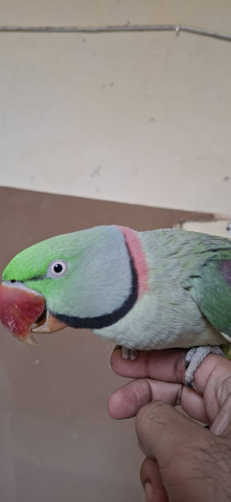 Raw Parrot 2